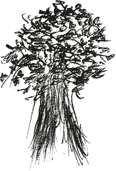Family Tree